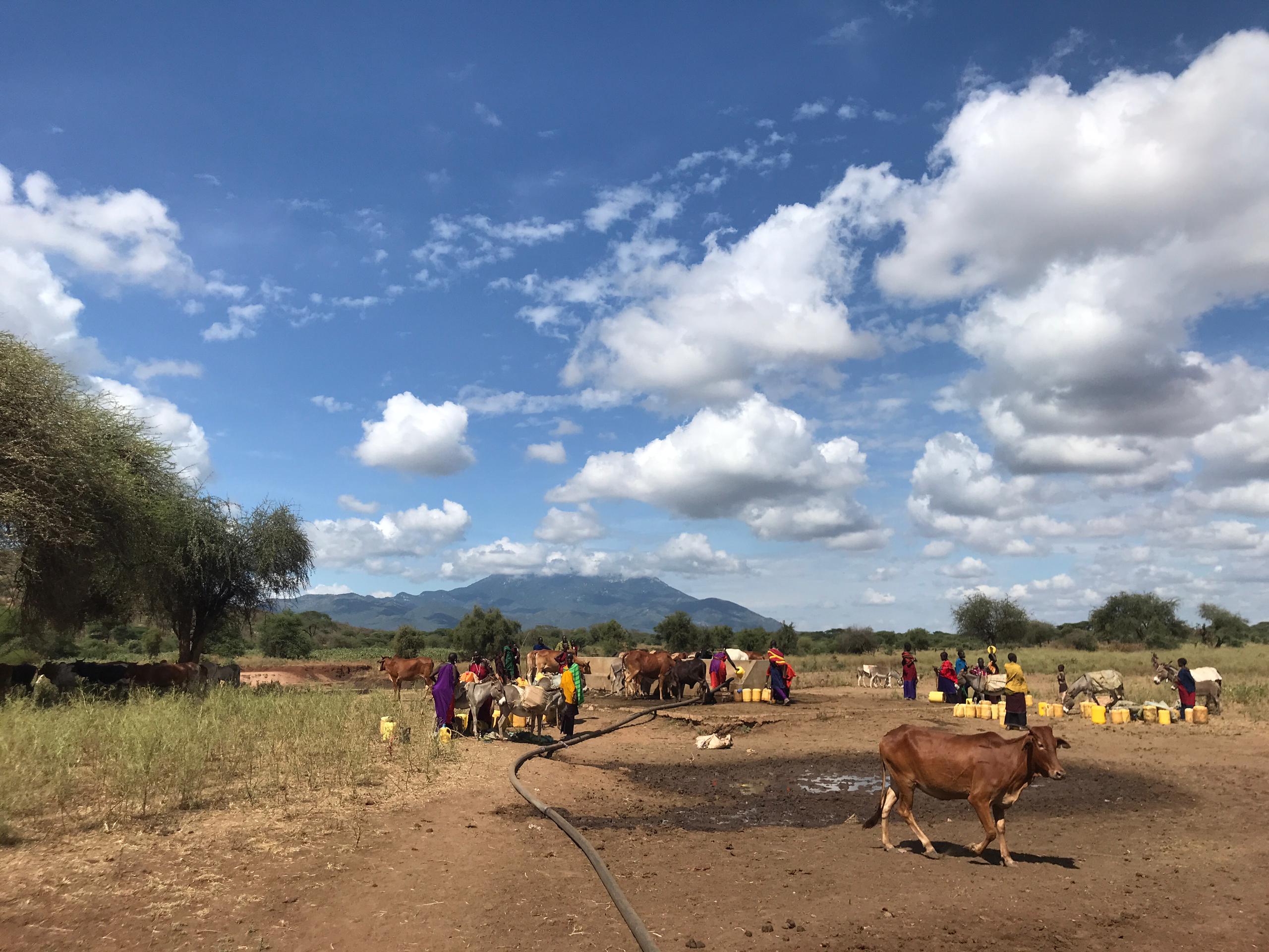 People and cows taking water from a communal water tap/point.